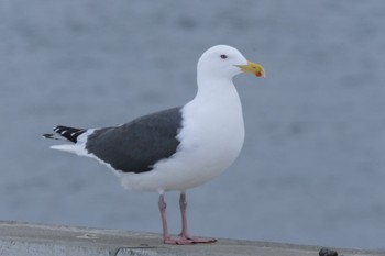 Slaty-backed Gull 北海道 Sat, 2/25/2023