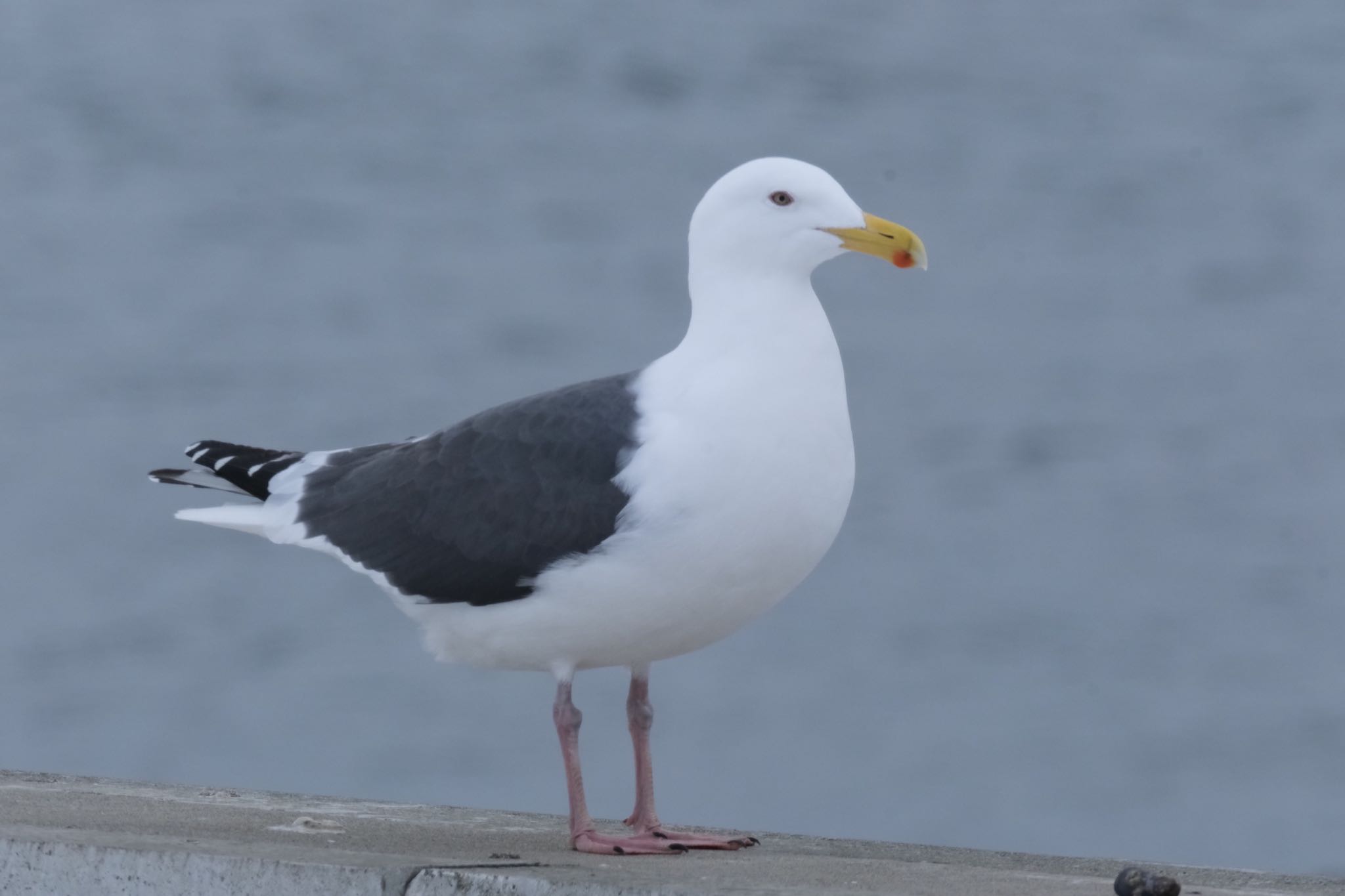 Photo of Slaty-backed Gull at 北海道 by 015