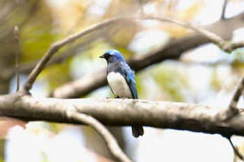 未同定 都内公園 2024年4月7日(日)