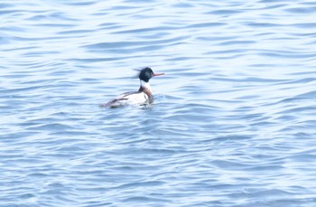 Red-breasted Merganser 北海道 Sat, 2/25/2023