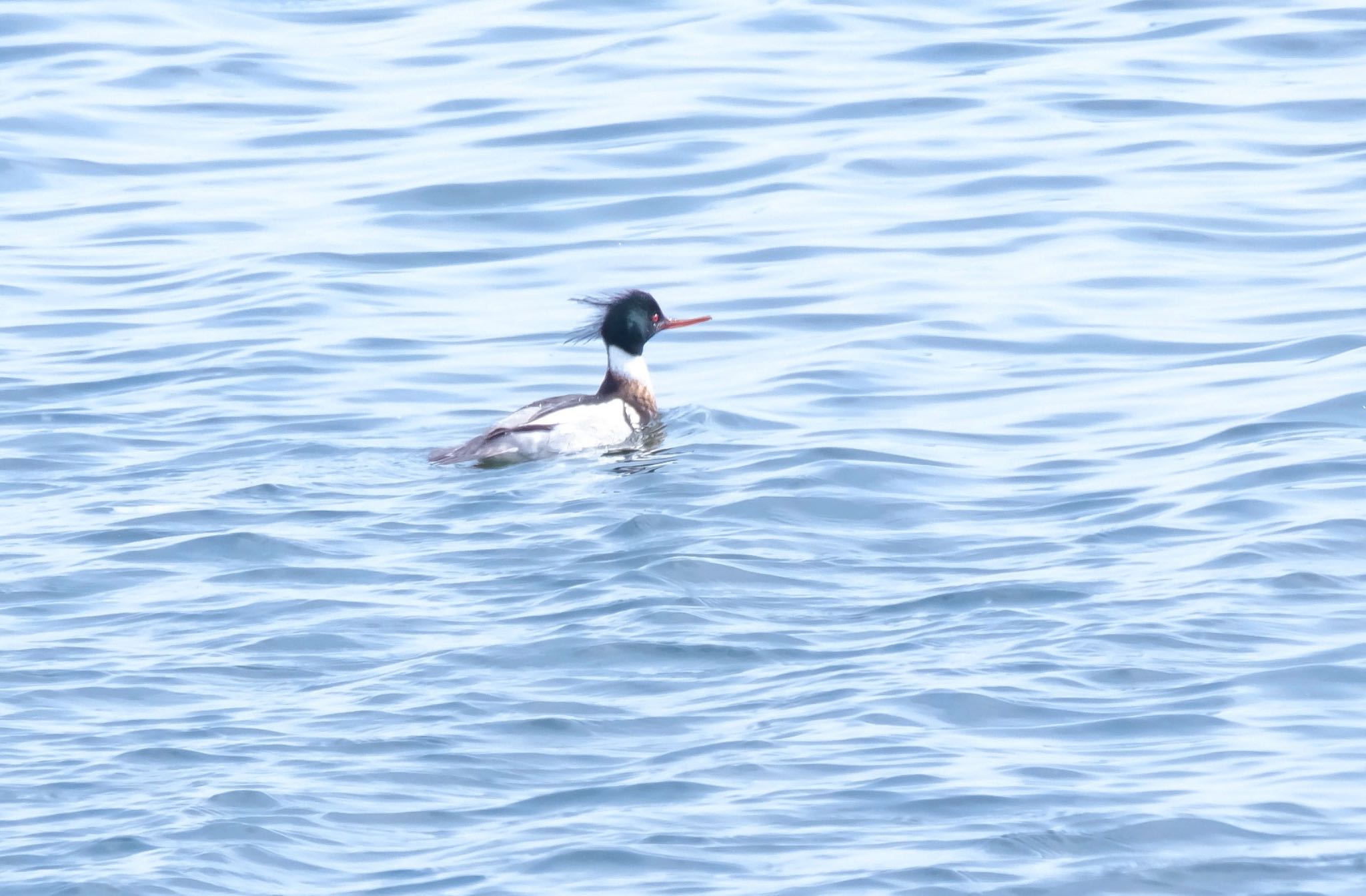 Photo of Red-breasted Merganser at 北海道 by 015