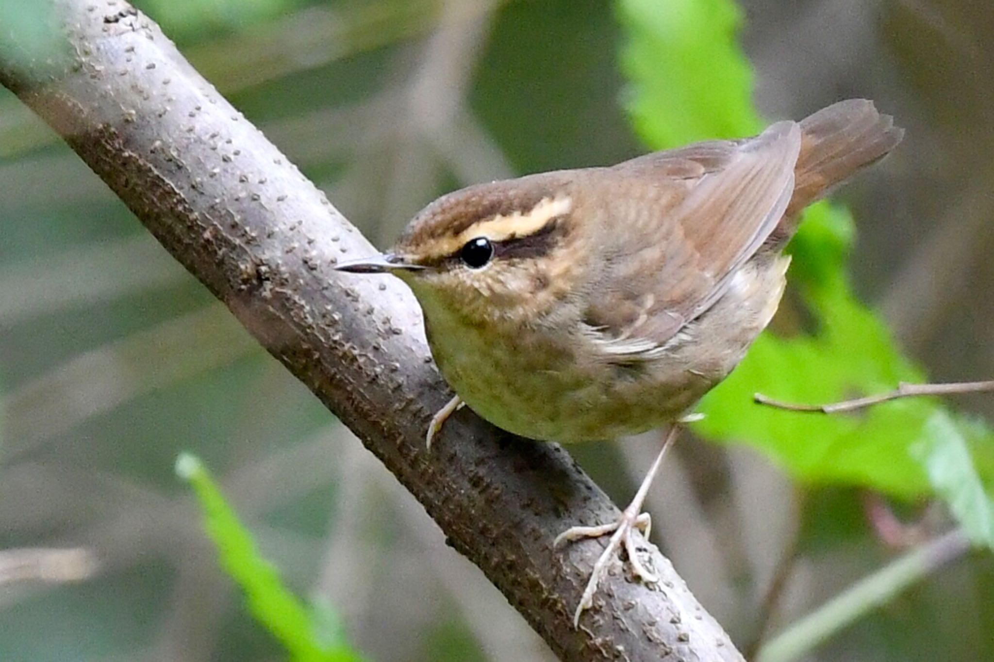 Photo of Asian Stubtail at 油山市民の森 by にょろちょろ