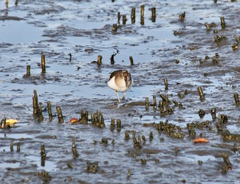 Common Sandpiper Kasai Rinkai Park Tue, 12/19/2023