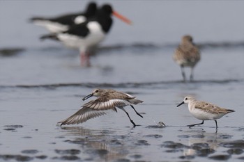 ハマシギ ふなばし三番瀬海浜公園 2024年4月7日(日)