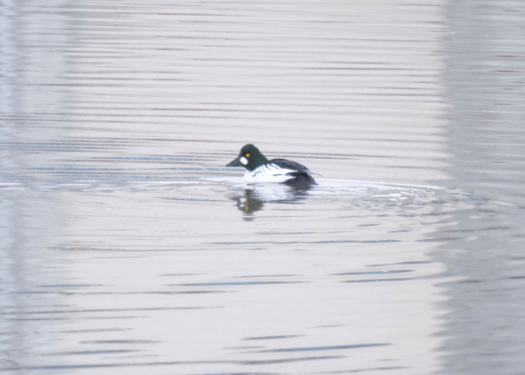 Photo of Common Goldeneye at 北海道 by 015