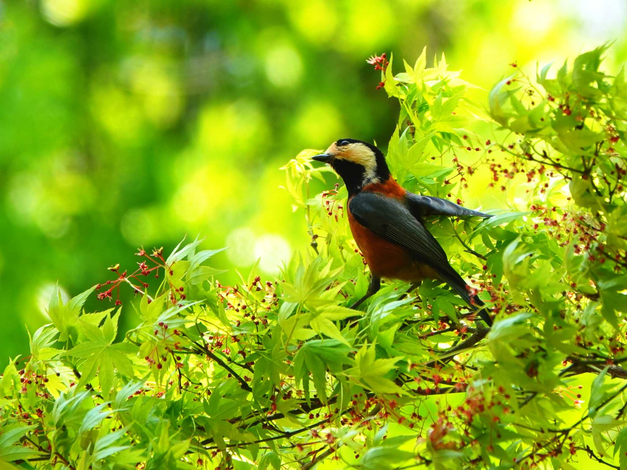 Photo of Varied Tit at 稲佐山公園 by M Yama