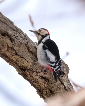Great Spotted Woodpecker(japonicus) 北海道 Fri, 2/24/2023