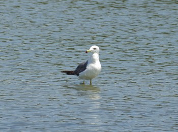 ウミネコ 東京港野鳥公園 2021年8月6日(金)