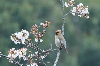 Bohemian Waxwing Unknown Spots Sat, 4/6/2024