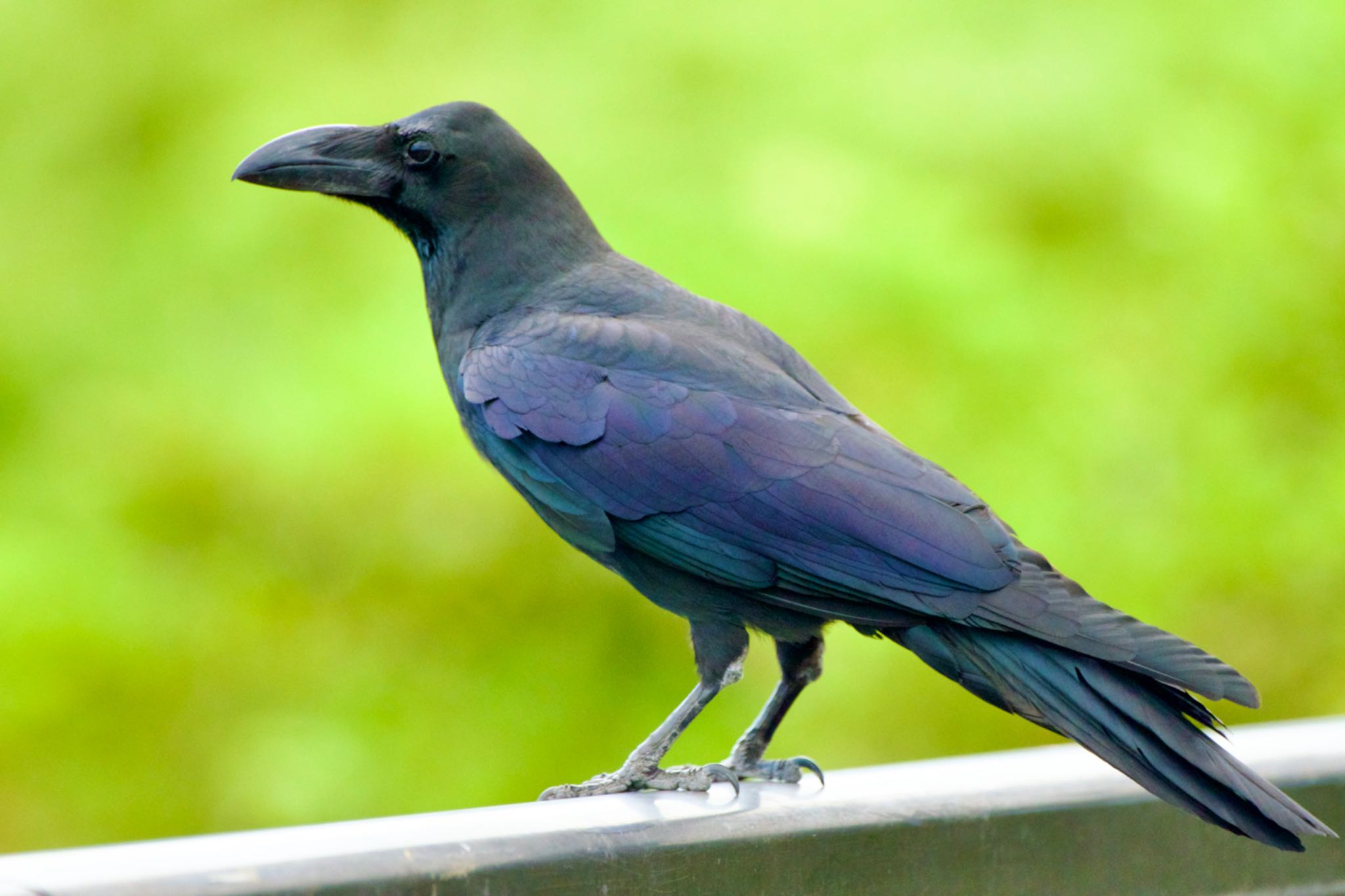 東京港野鳥公園 ハシブトガラスの写真 by 015