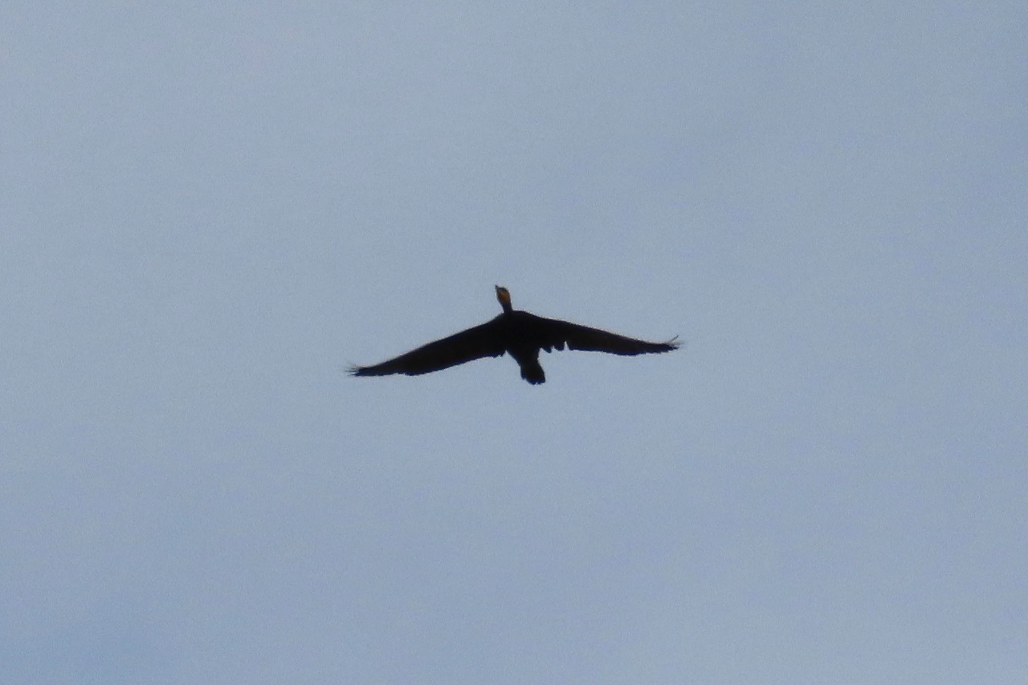 Photo of Great Cormorant at Teganuma by KozBird