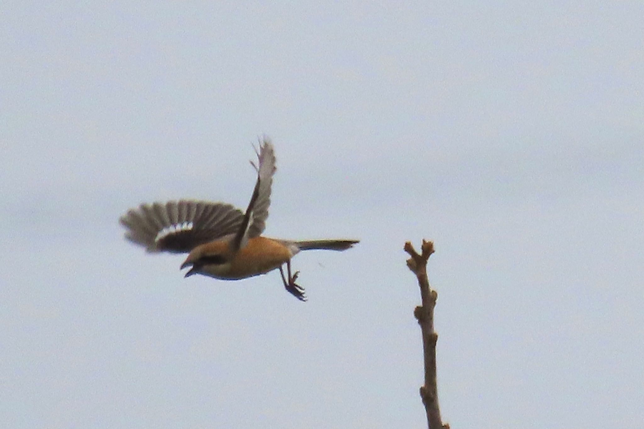 Bull-headed Shrike