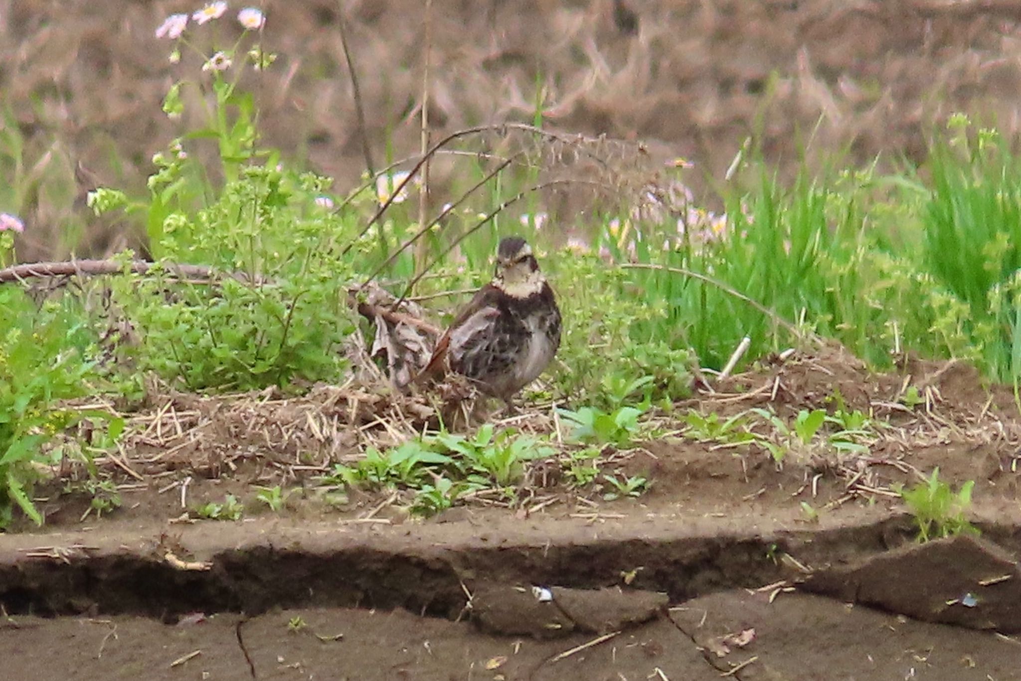 Dusky Thrush