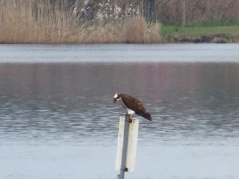 Osprey Teganuma Sun, 4/7/2024