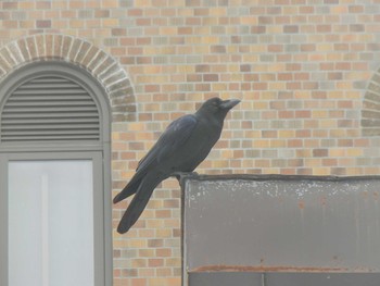 ハシブトガラス 北海道大学 2018年12月23日(日)