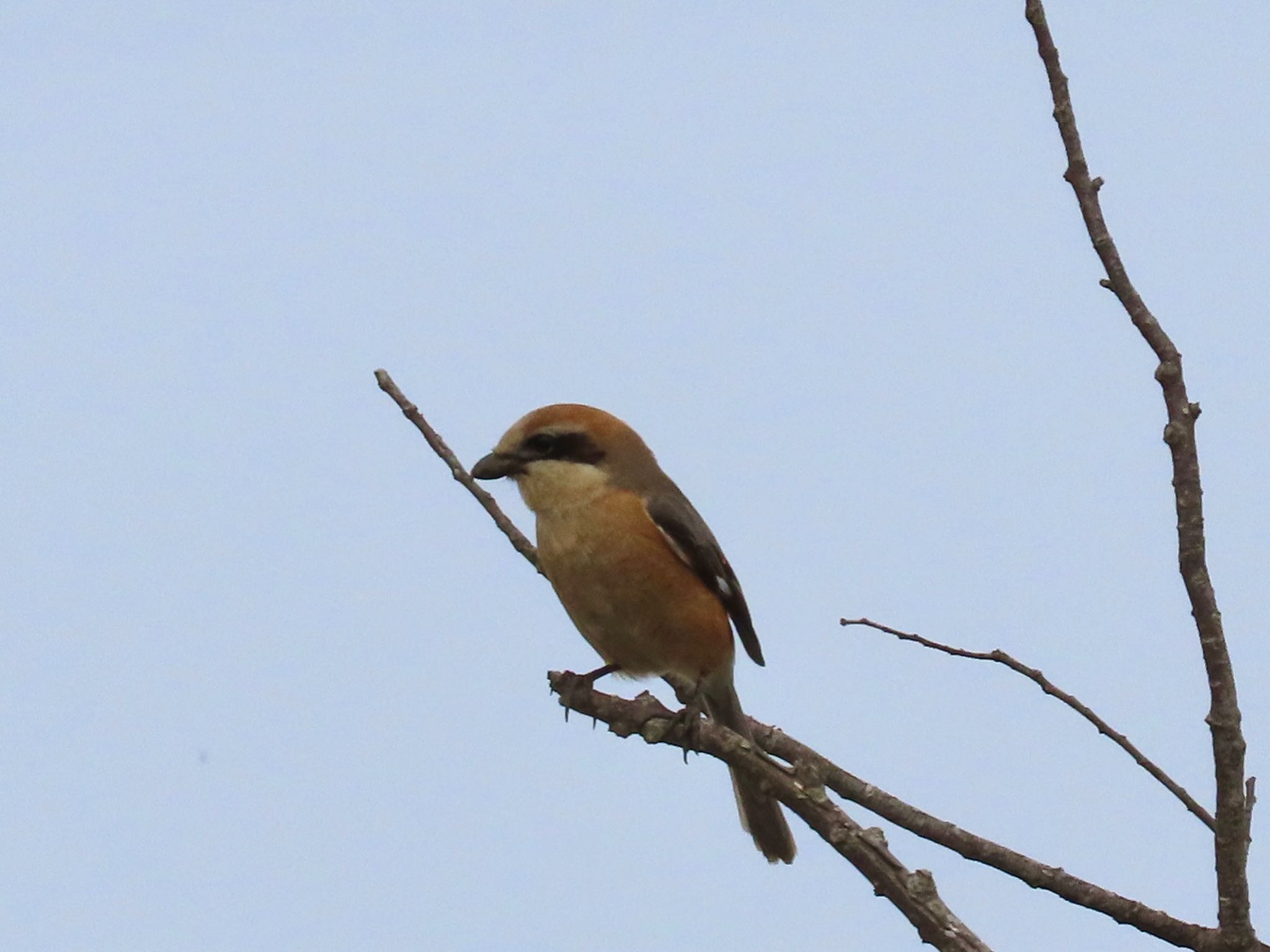 Photo of Bull-headed Shrike at Teganuma by KozBird