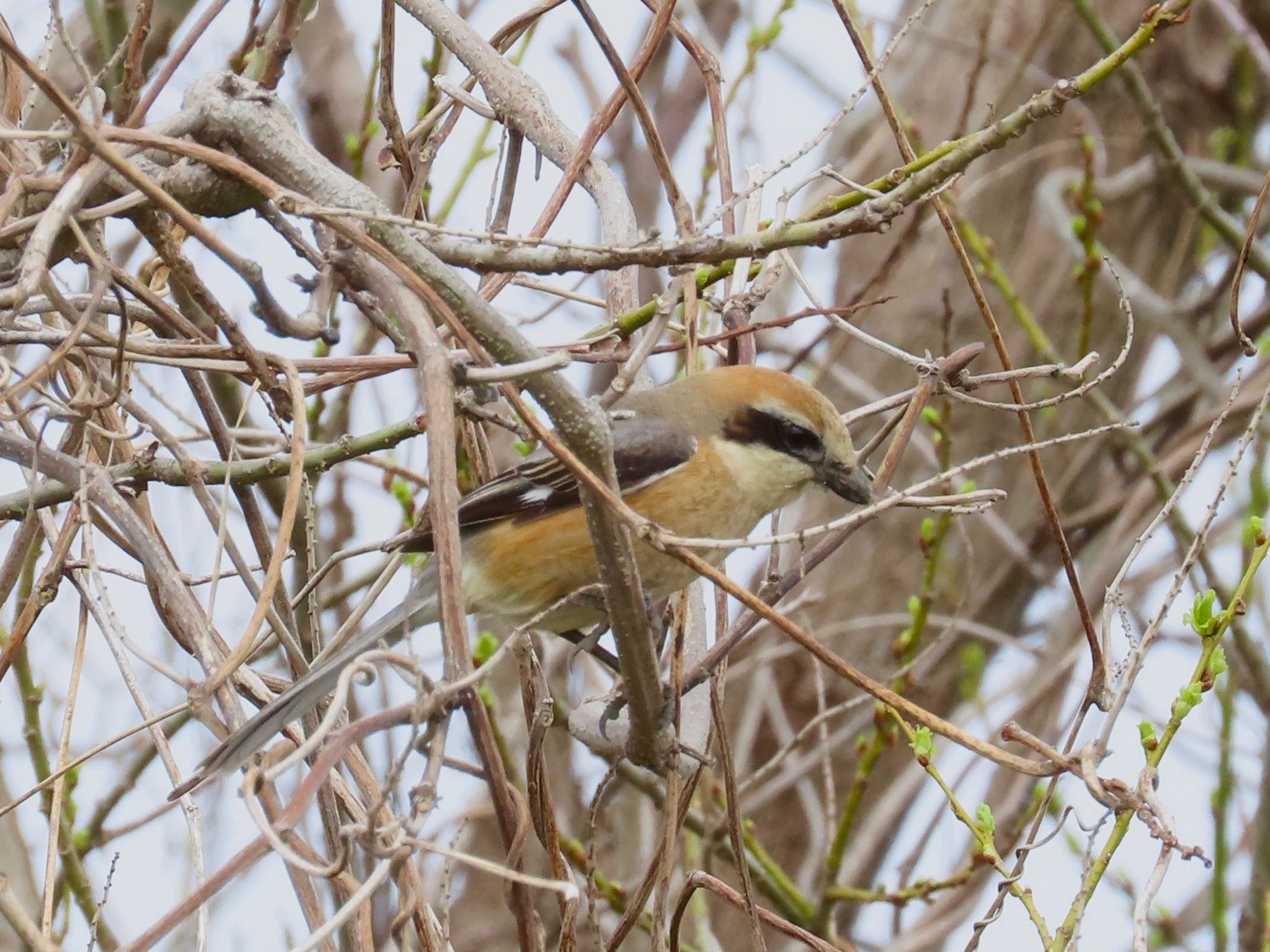 Bull-headed Shrike