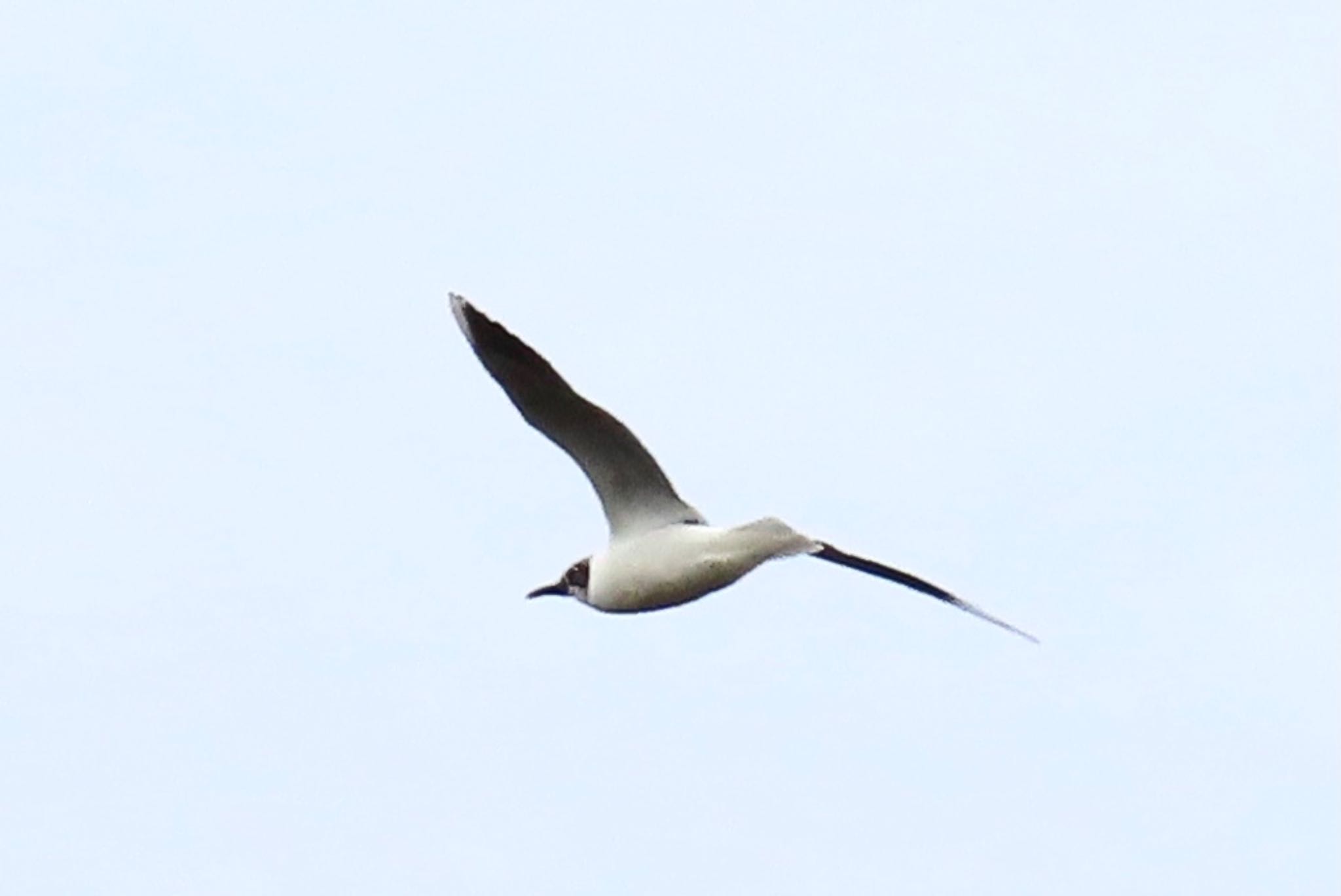 Black-headed Gull