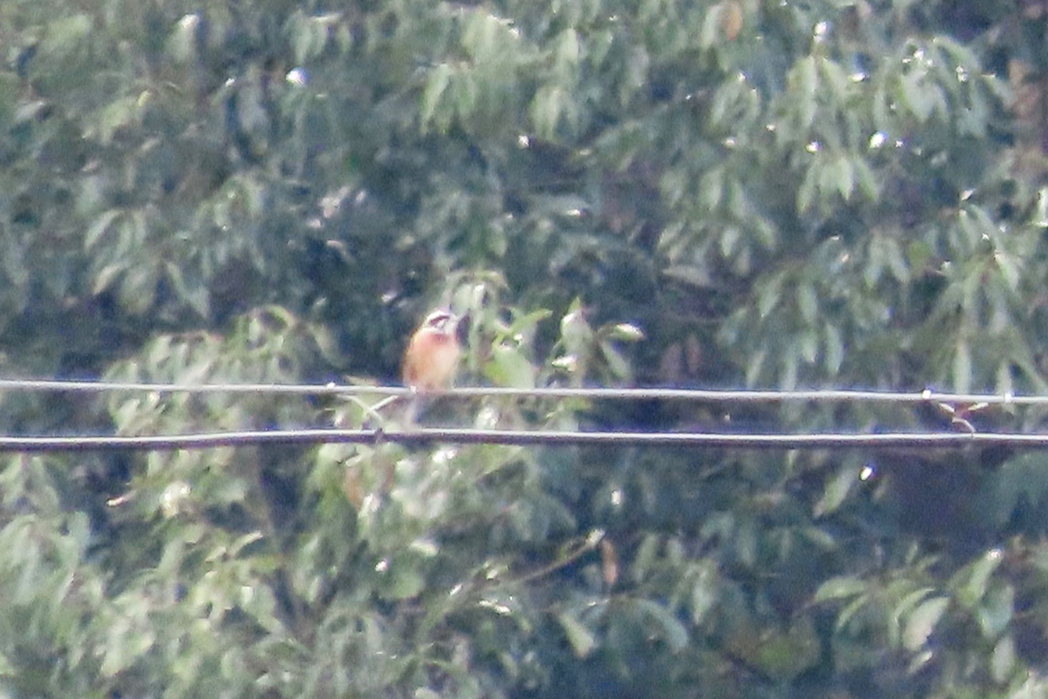 Meadow Bunting