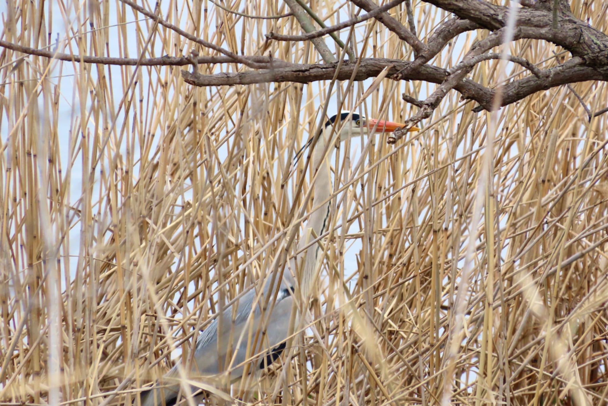 Photo of Grey Heron at Teganuma by KozBird