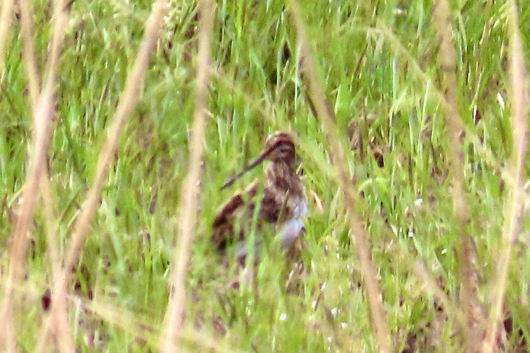 Common Snipe