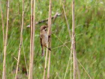 Common Reed Bunting Teganuma Sun, 4/7/2024