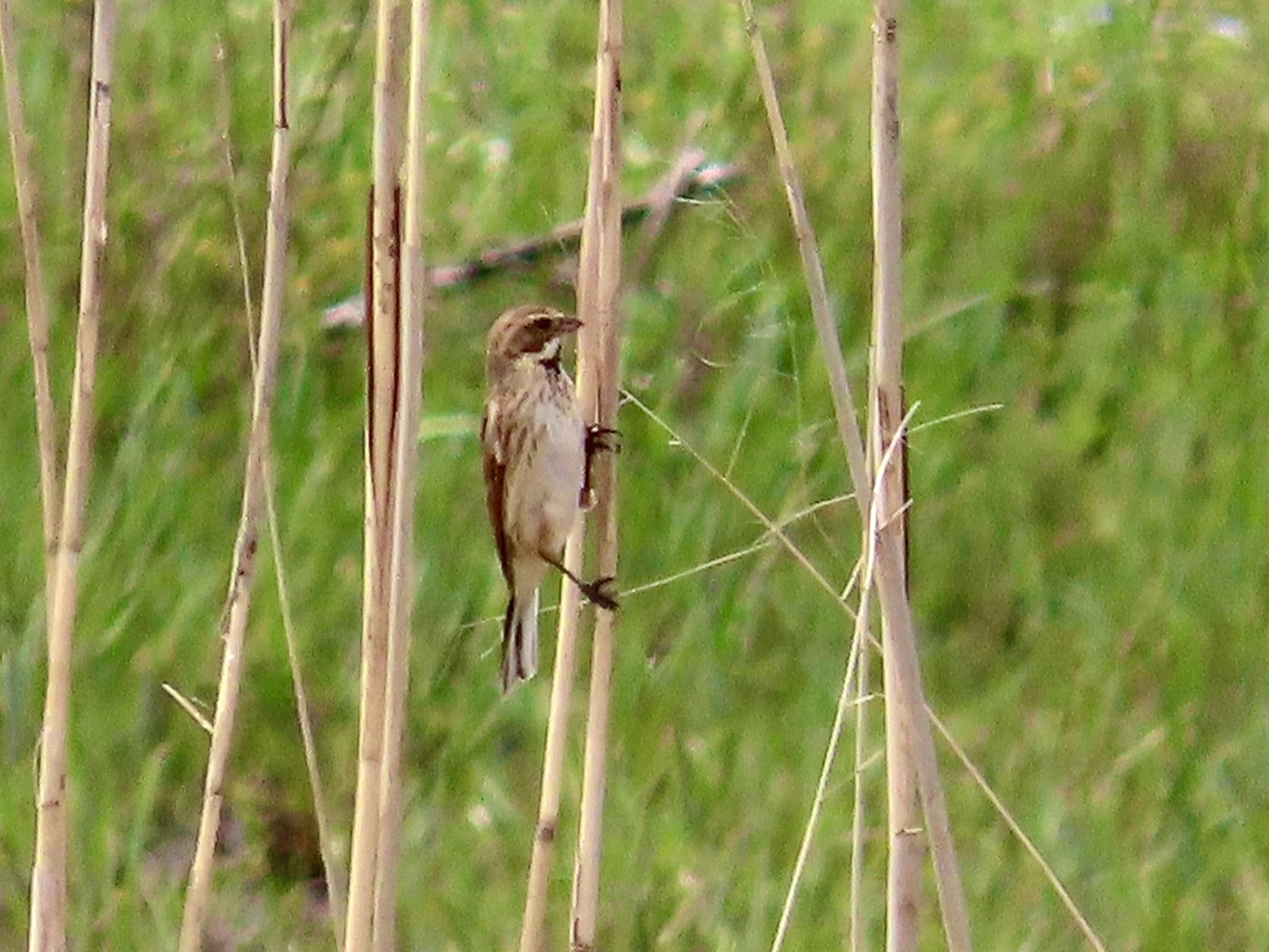 Photo of Common Reed Bunting at Teganuma by KozBird