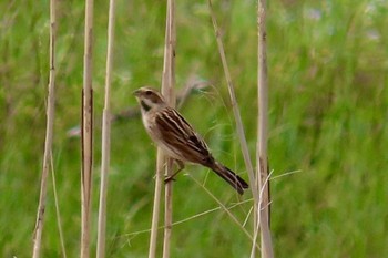 Common Reed Bunting Teganuma Sun, 4/7/2024