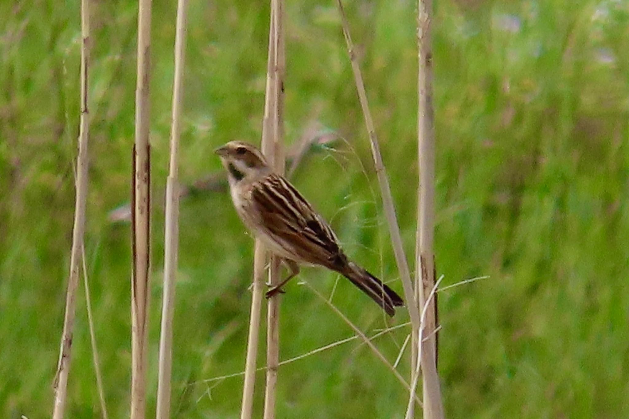 Common Reed Bunting