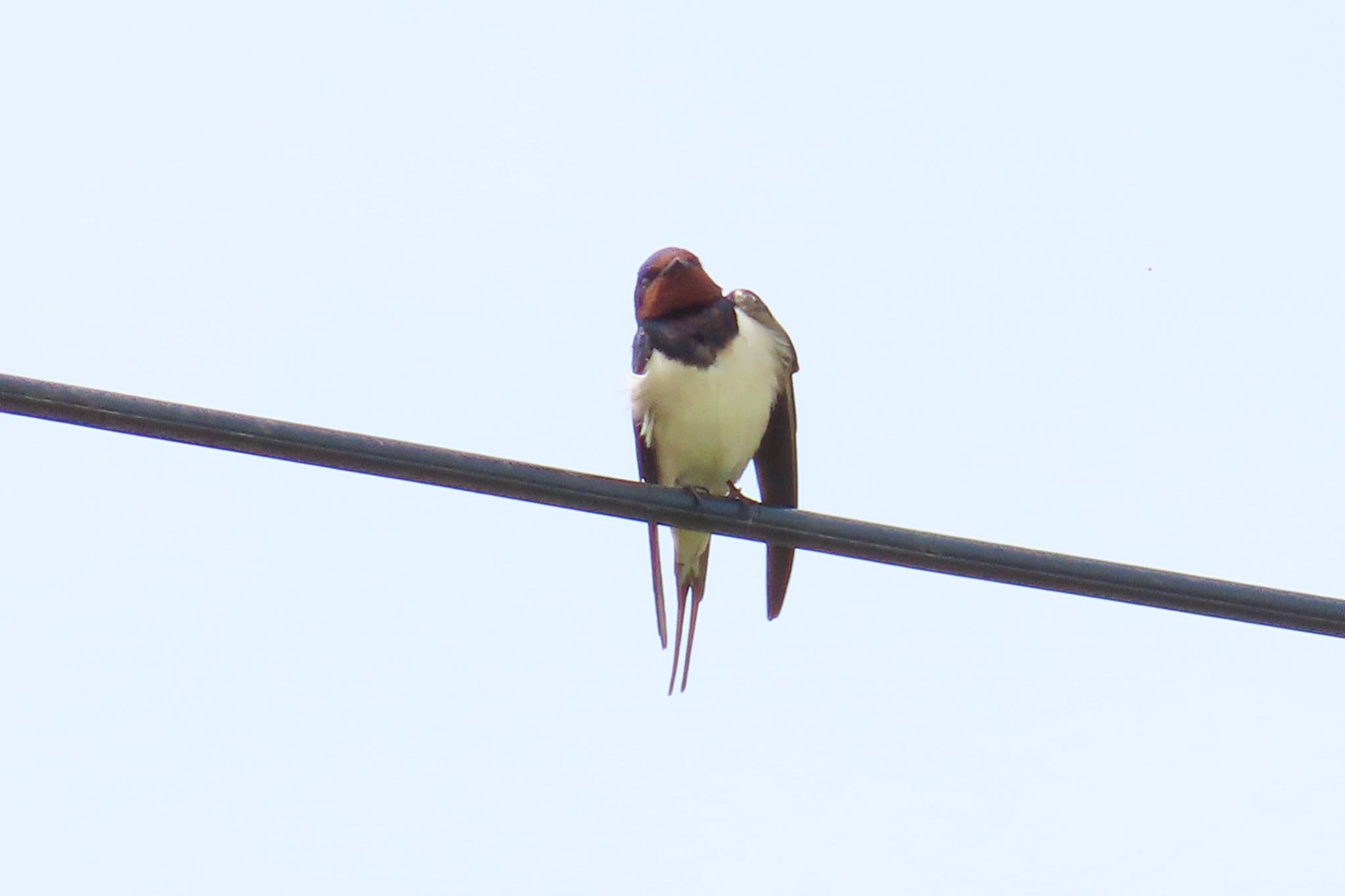 Barn Swallow