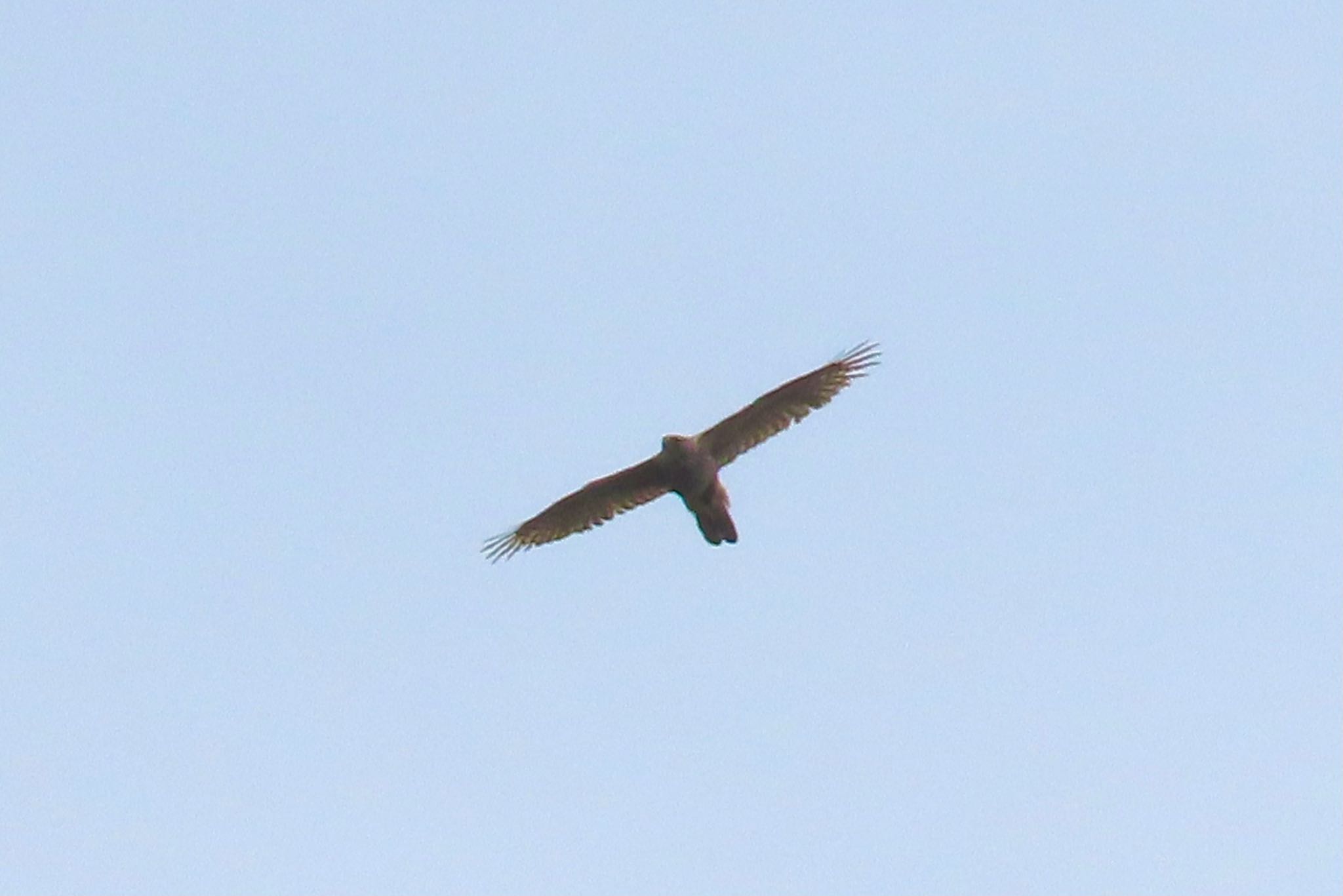 Eurasian Goshawk