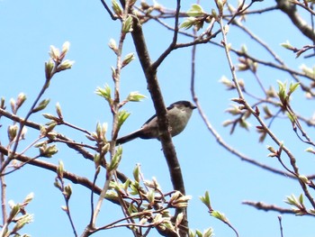 Long-tailed Tit Teganooka Park Sun, 4/7/2024