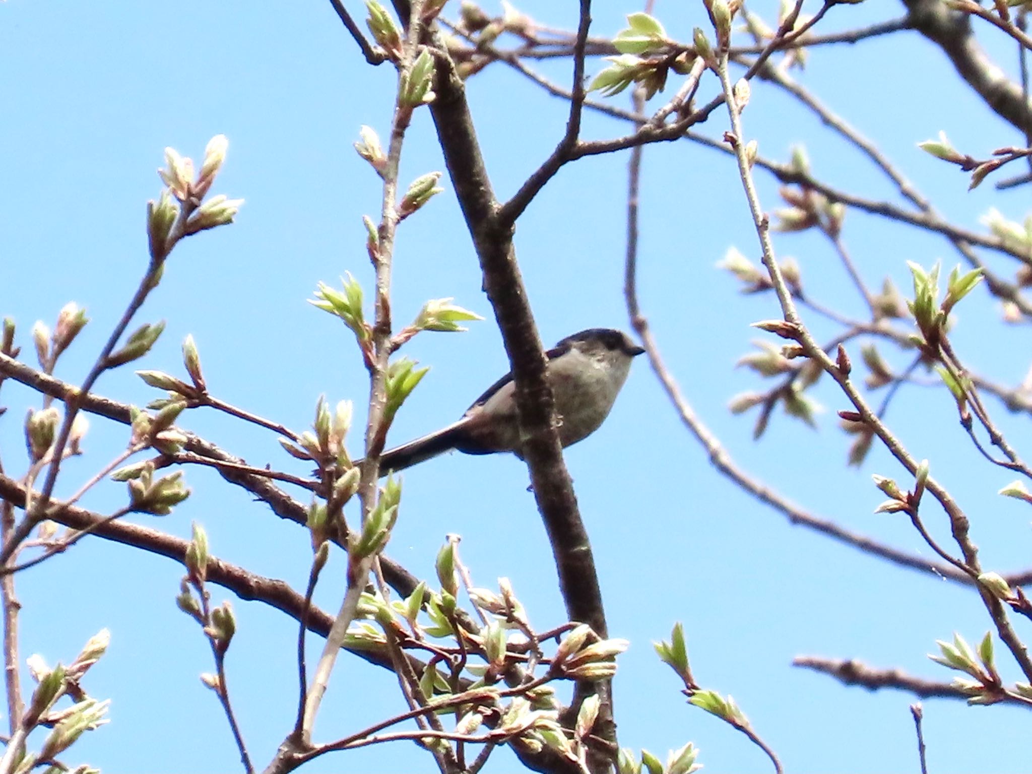 Long-tailed Tit