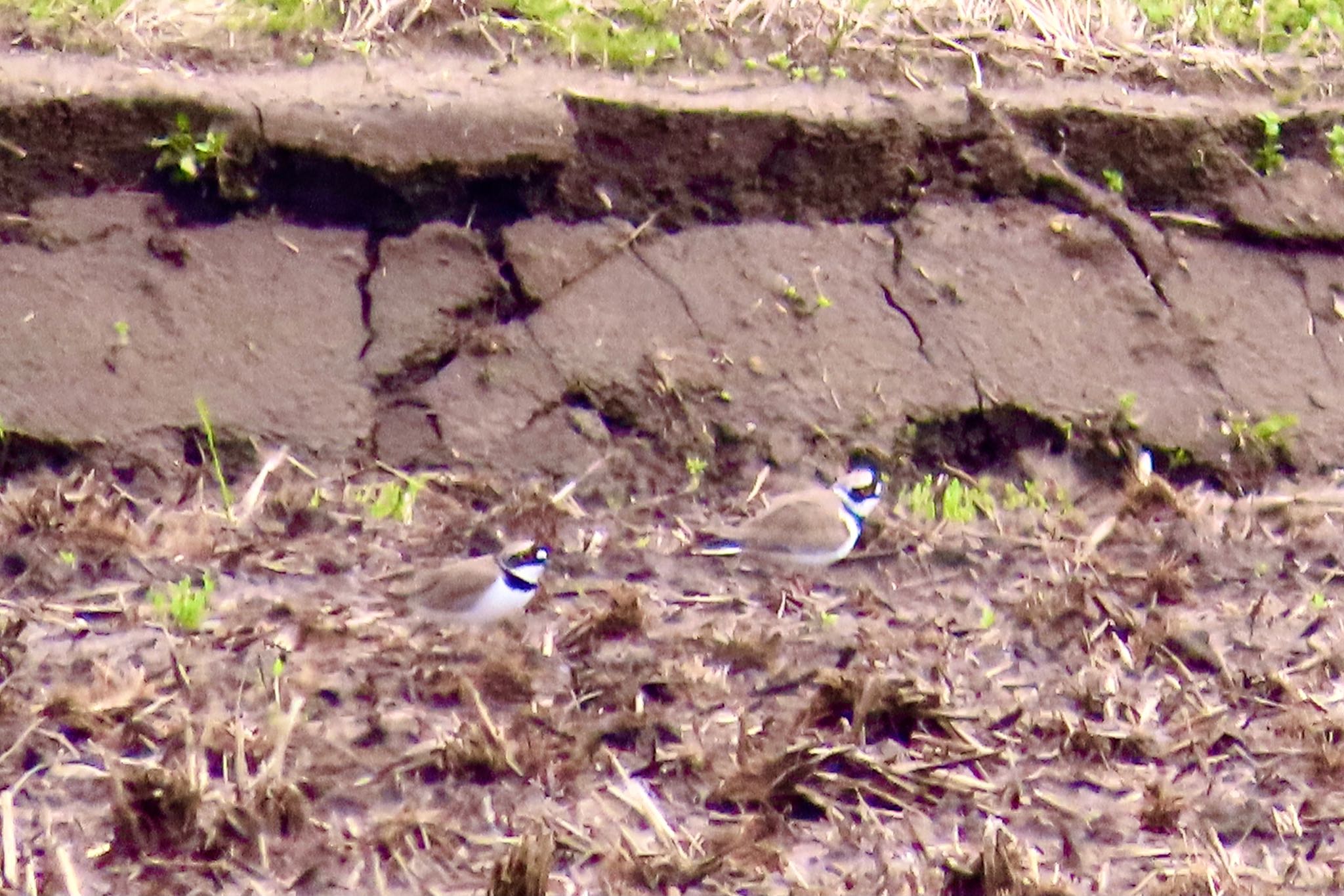 Little Ringed Plover