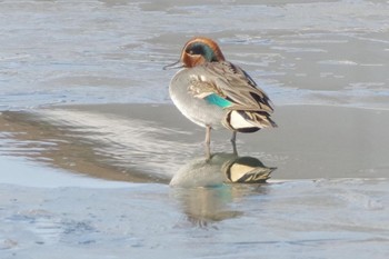 Sun, 1/23/2022 Birding report at 福島県伊達市