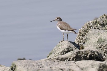 Common Sandpiper Fujimae Tidal Flat Sat, 3/30/2024