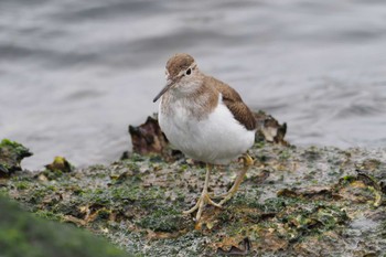 Common Sandpiper 浦賀港 Sat, 4/6/2024