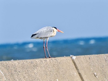 アオサギ 銚子漁港 2024年3月16日(土)