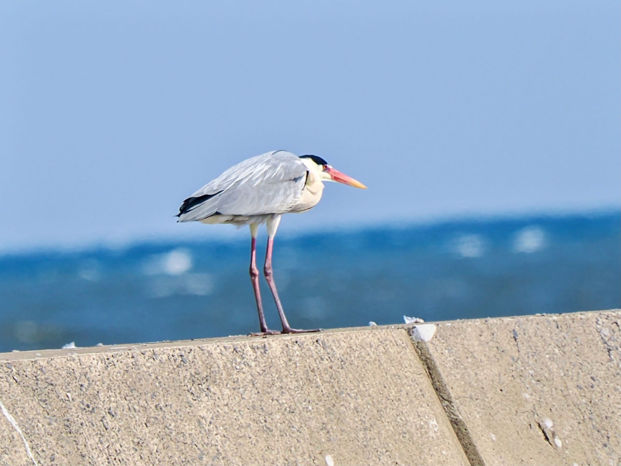 Grey Heron