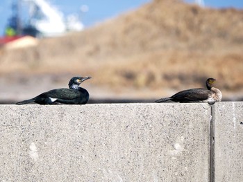 Japanese Cormorant Choshi Fishing Port Sat, 3/16/2024