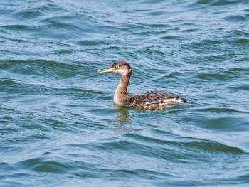 アカエリカイツブリ 銚子漁港 2024年3月16日(土)