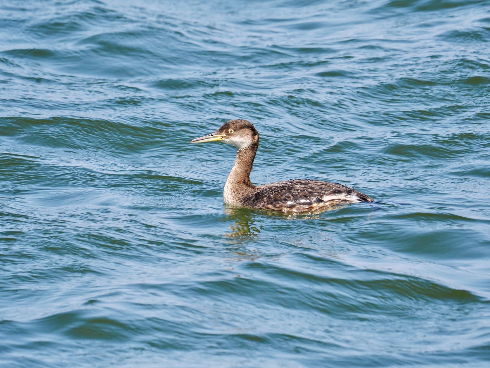 Red-necked Grebe