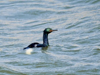 Pelagic Cormorant Choshi Fishing Port Sat, 3/16/2024