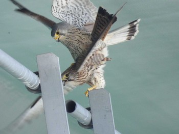 Common Kestrel 淀川河川公園 Mon, 4/1/2024