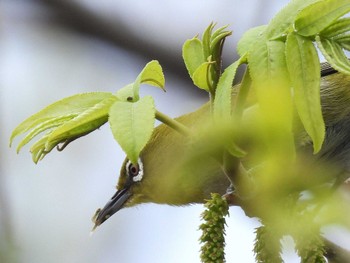 Warbling White-eye 淀川河川公園 Sun, 3/31/2024