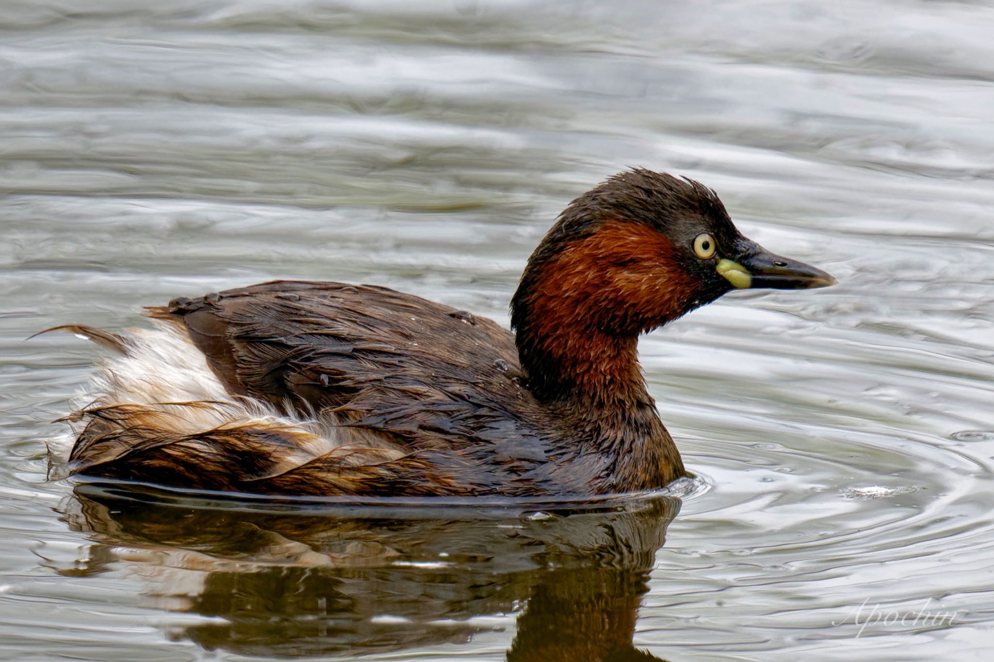 Little Grebe