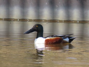 Northern Shoveler Izunuma Fri, 4/5/2024