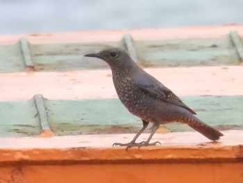 Blue Rock Thrush 岡山県日生 Mon, 4/8/2024