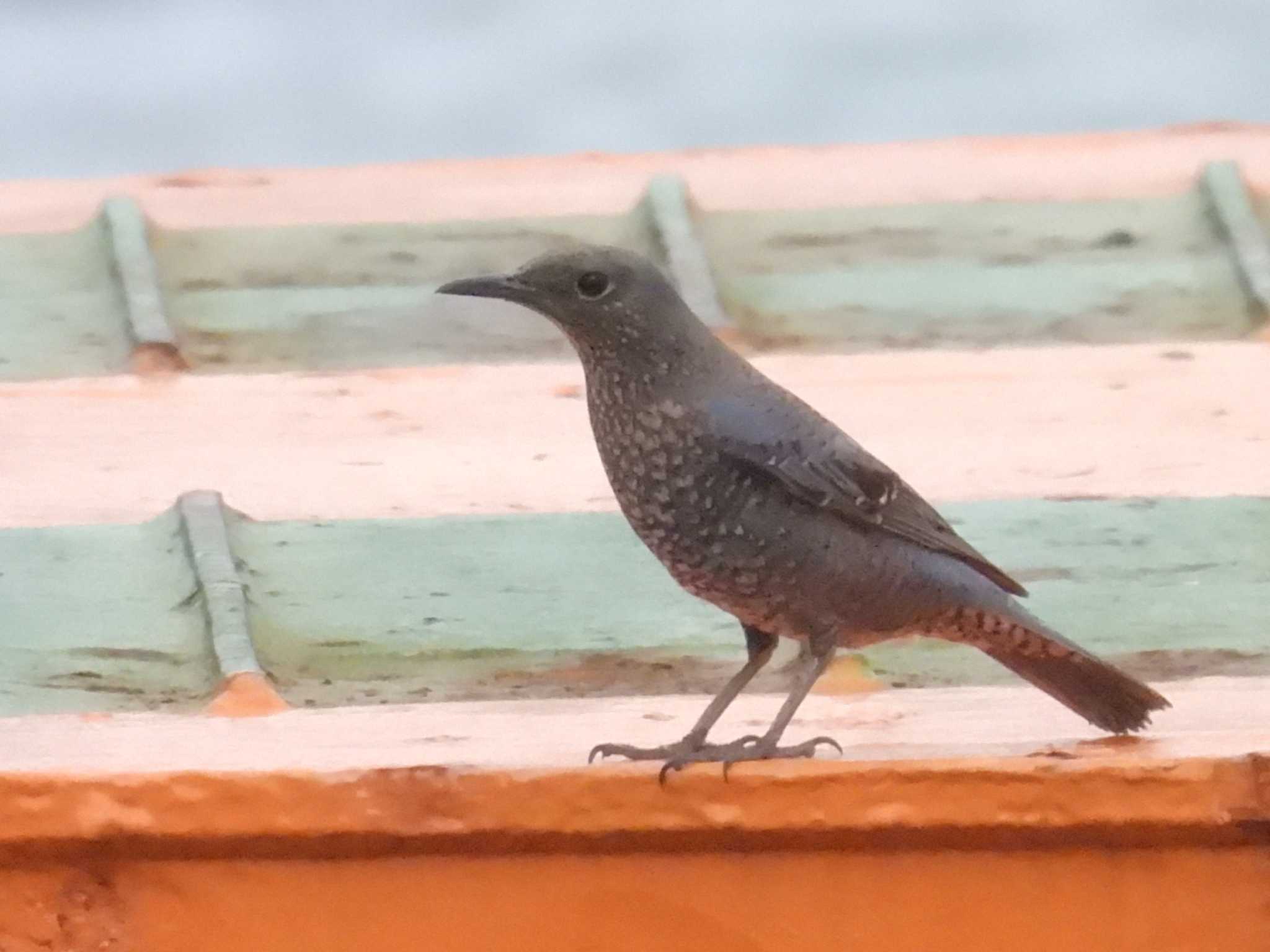 Photo of Blue Rock Thrush at 岡山県日生 by ゆりかもめ