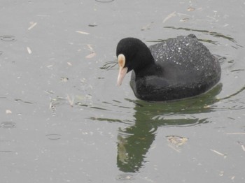 Eurasian Coot 岡山後楽園 Mon, 4/8/2024